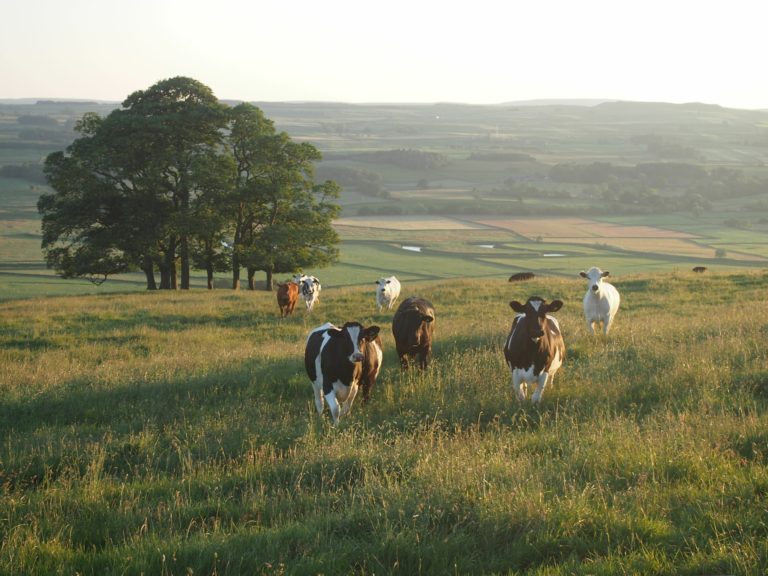 ProcessorLinks - field of livestock cattle/beef.