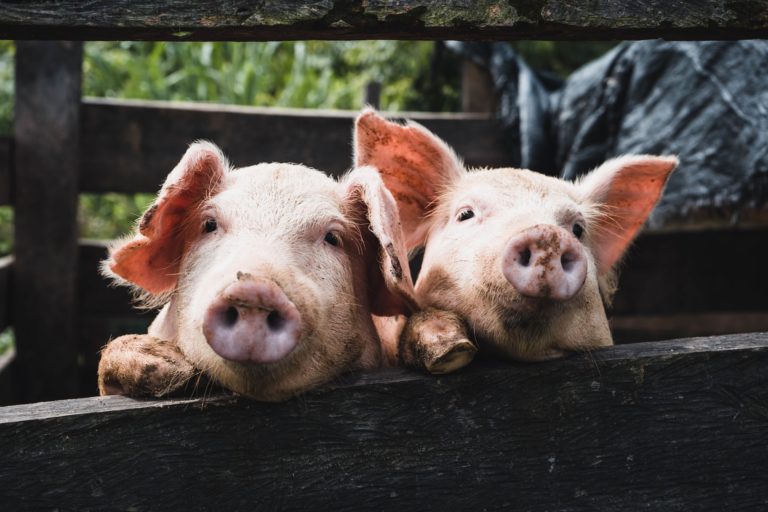 ProcessorLinks - Two pigs in a pen.