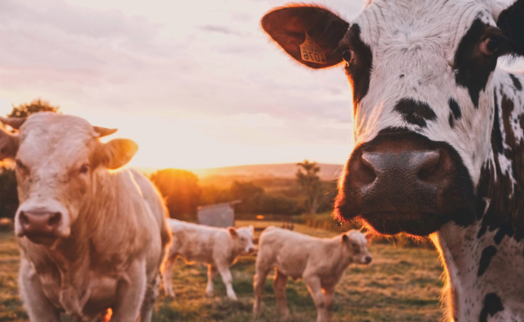 ProcessorLinks - Cattle Livestock.