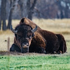 Black bison