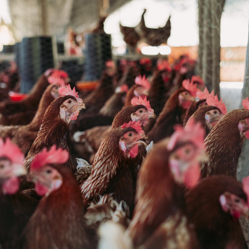 Groupe de poulets, photo carrée.