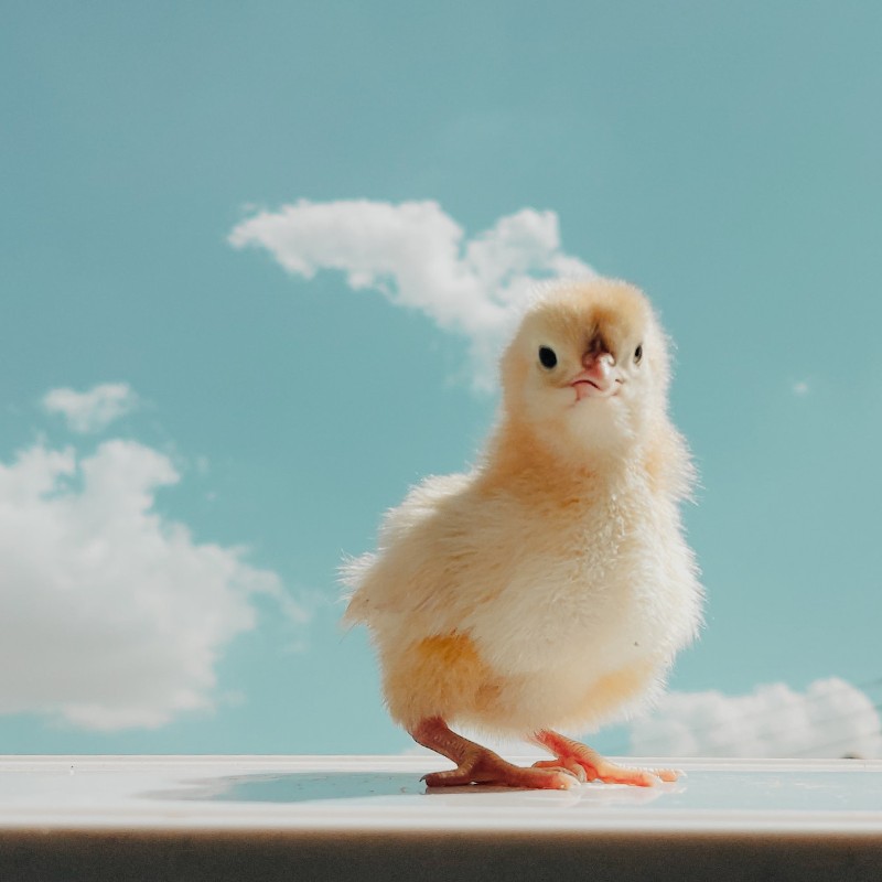 Photo d'un bébé poulet au carré.