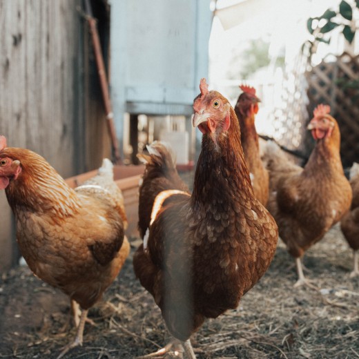 Artisan chickens