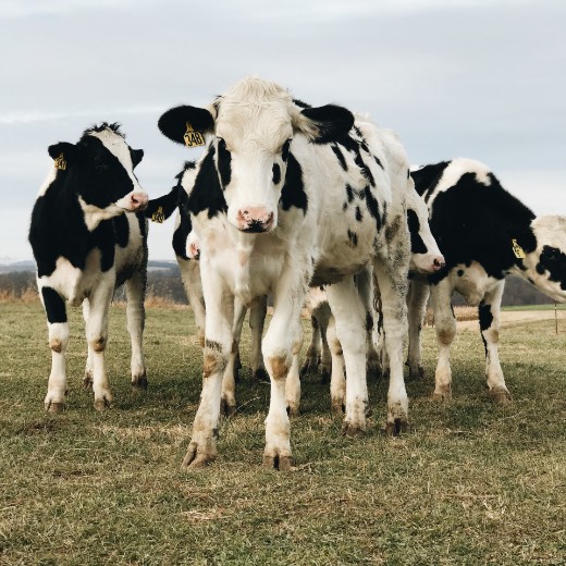 Dairy cows