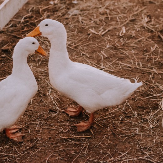 White ducks