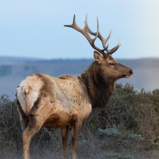 Photo de l'élan.