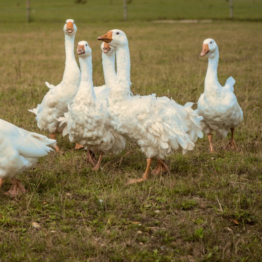 White geese