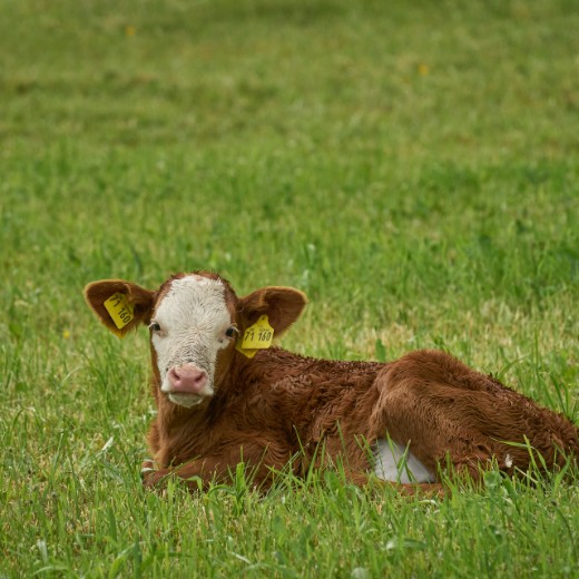 Brown calves