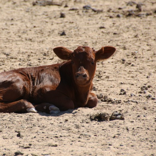 Heavy Calf