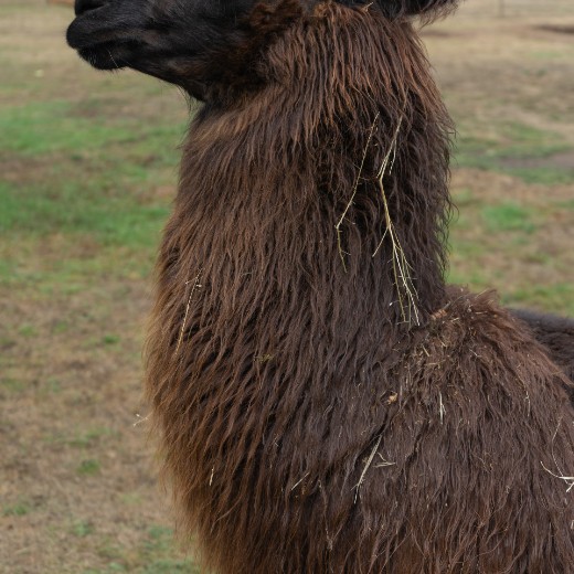 Lamas