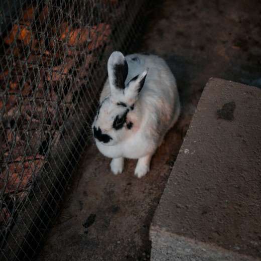 Rabbit photo