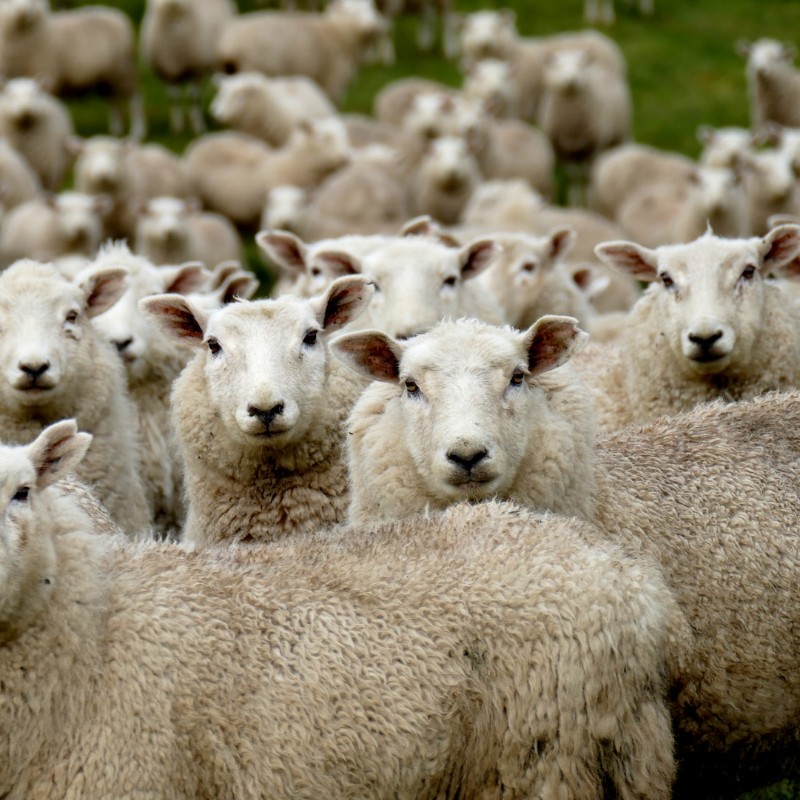 ProcessorLinks - Photo carrée d'un groupe de moutons.