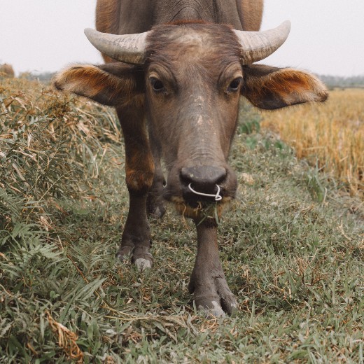 Eau Buffalo