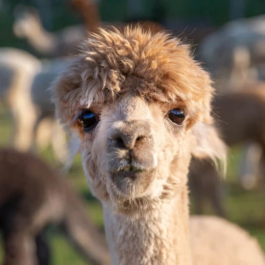 Alpaca